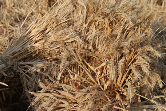 麦子 小麦 粮食 麦田 麦穗