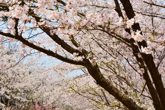 樱花