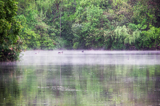 天鹅湖