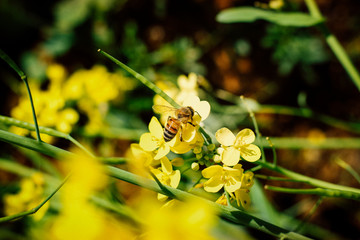 油菜花中的蜜蜂采蜜