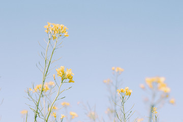 小清新油菜花