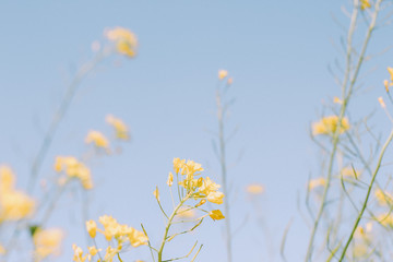 小清新油菜花