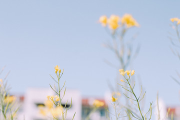 小清新油菜花