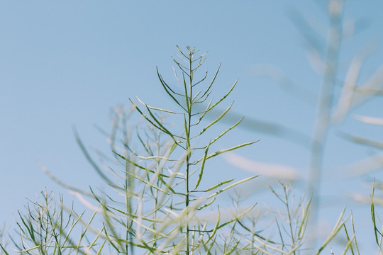 花 田园 菜花 花草 自然