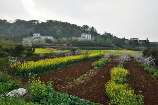 春天风景 桃花 油菜花 田园风