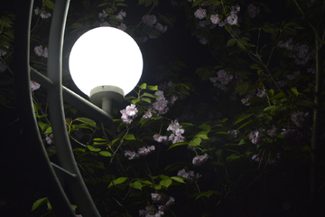 花丛笼罩的路灯