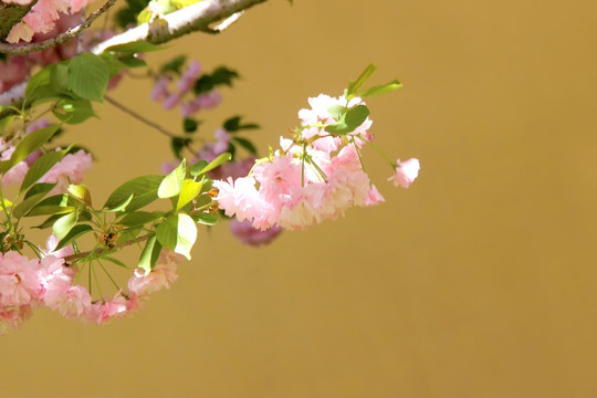 樱花 晚樱