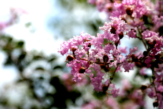 高清紫薇花儿