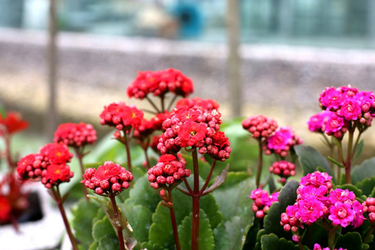 长寿花特写