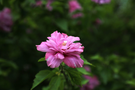 粉色木槿花