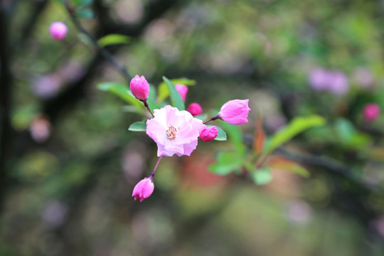 高清海棠花