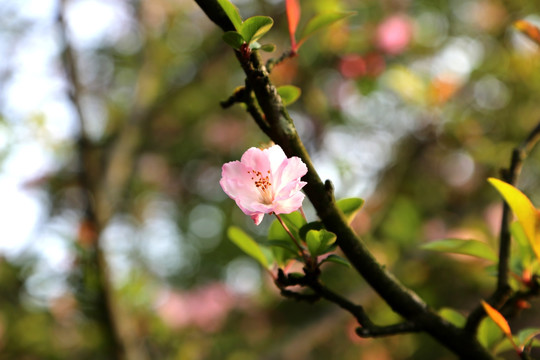 粉色垂丝海棠