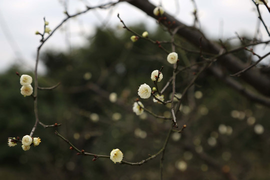 梅花枝头