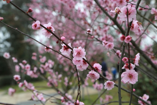 粉色宫梅花