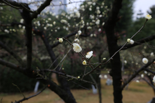 梅花一朵