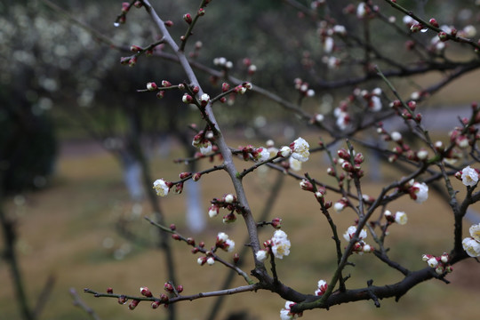 梅花花蕾