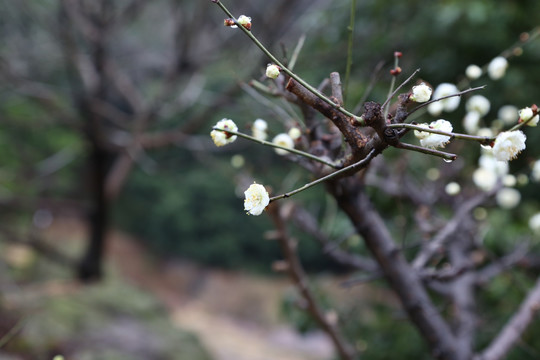 梅花傲骨