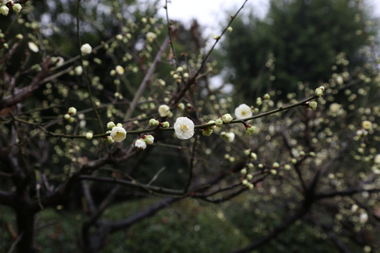 梅花枝头