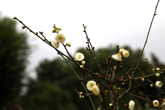 梅花報春