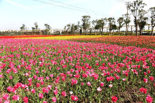 郁金香花海