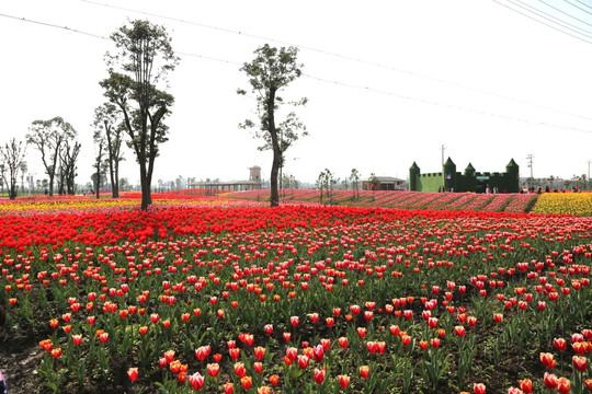 郁金香花园