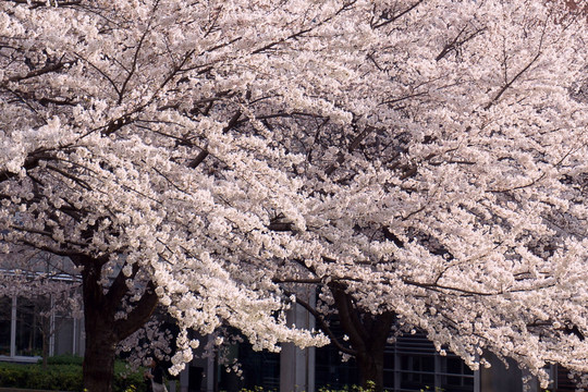 樱花 日本