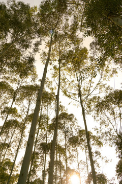 森林树冠 阳光 逆光摄影