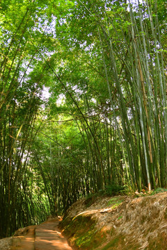 山间竹林 阳光光斑 林间阳光