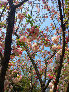 樱花季节