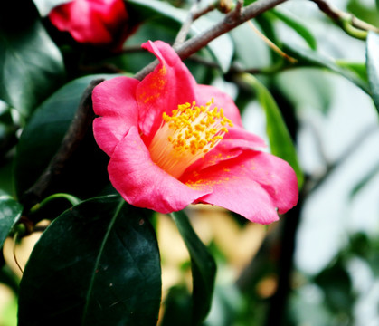 山茶花 花卉 植物