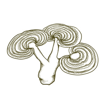靈芝
