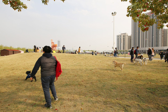 上海西岸营地 大型犬遛狗处