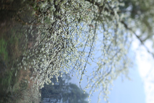 桃花梨花