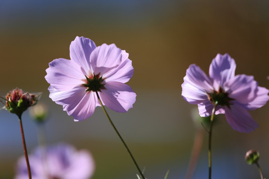 格桑花