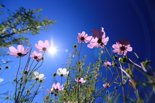 格桑花