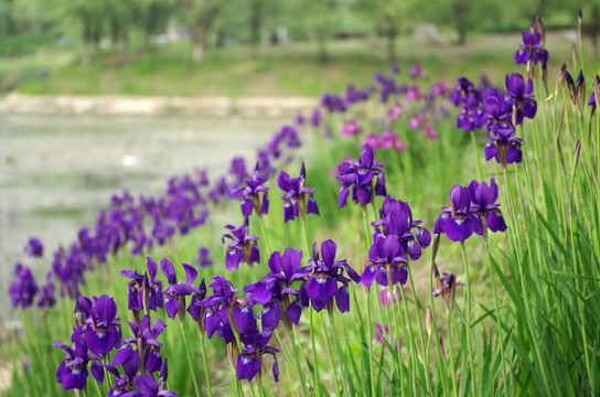 鸢尾花