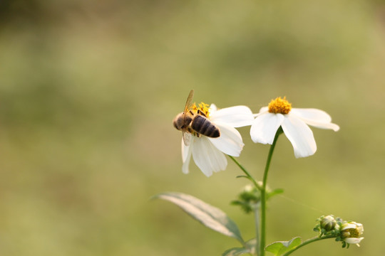 蜜蜂采蜜