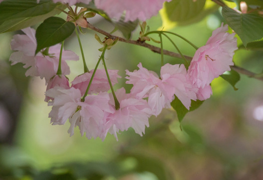 樱花