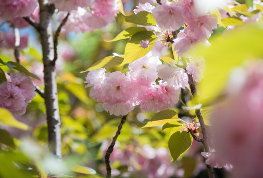 樱花