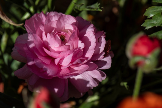 毛茛花 洋牡丹 花卉特写