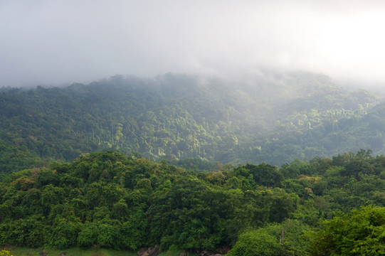 热带雨林