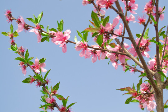 桃花枝