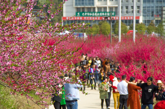 游览桃花园