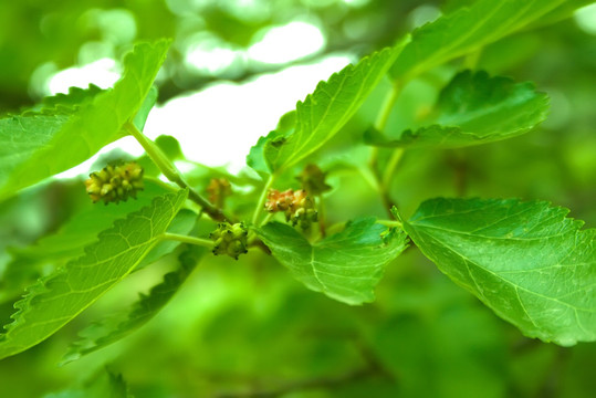 桑树 桑叶