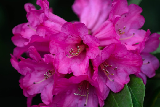 贵州毕节百里杜鹃花