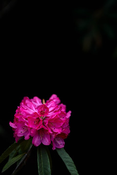 贵州毕节百里杜鹃花