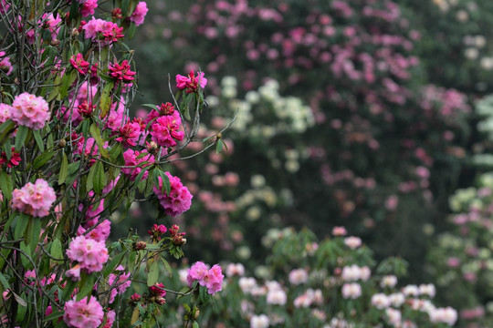 杜鹃花