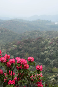 杜鹃花