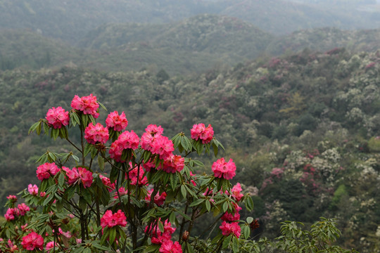 杜鹃花