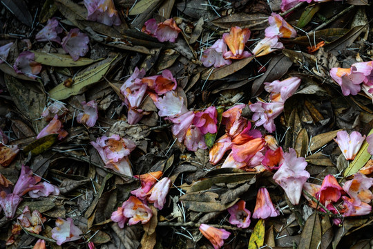 贵州毕节百里杜鹃花